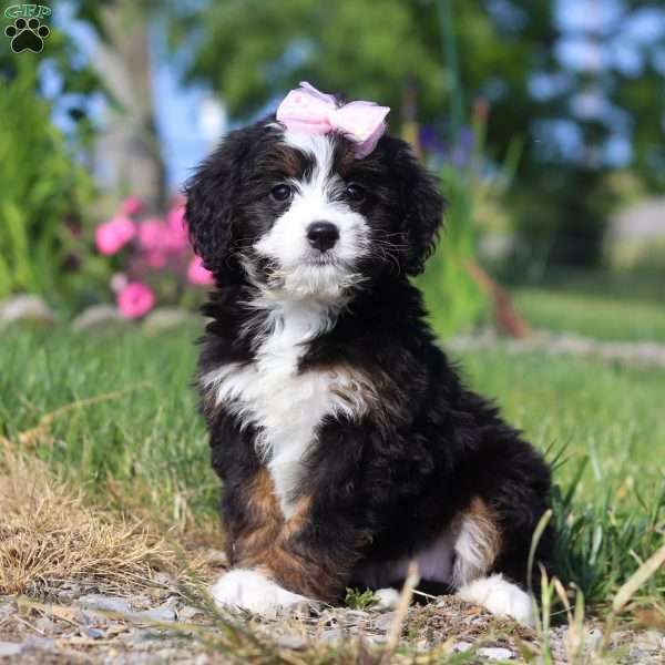 Linsey, Mini Bernedoodle Puppy